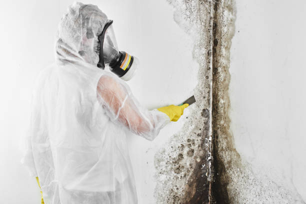 Best Crawl Space Mold Remediation in Vley, AL