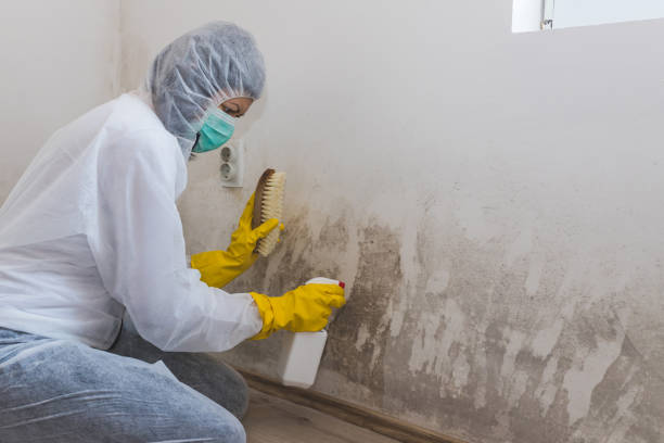 Best Attic Mold Remediation in Vley, AL