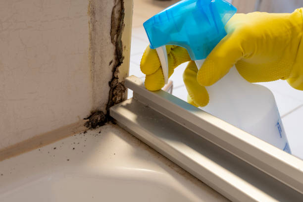 Best Residential Mold Remediation in Vley, AL