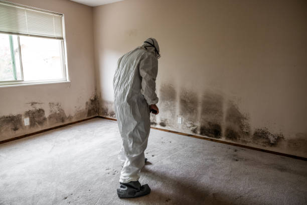 Best Mold Testing and Inspection Services in Vley, AL